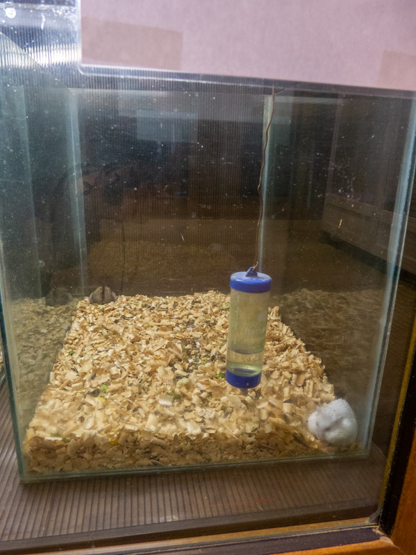 Campbell's dwarf hamster / Phodopus campbelli