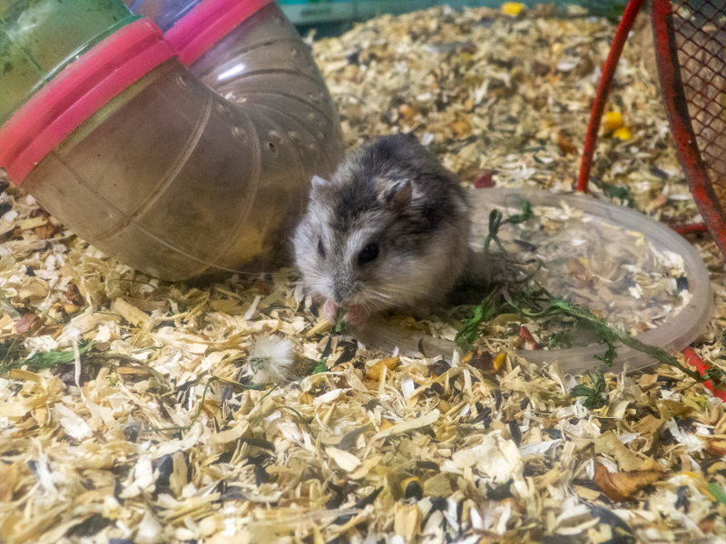 Campbell's dwarf hamster (Phodopus campbelli)