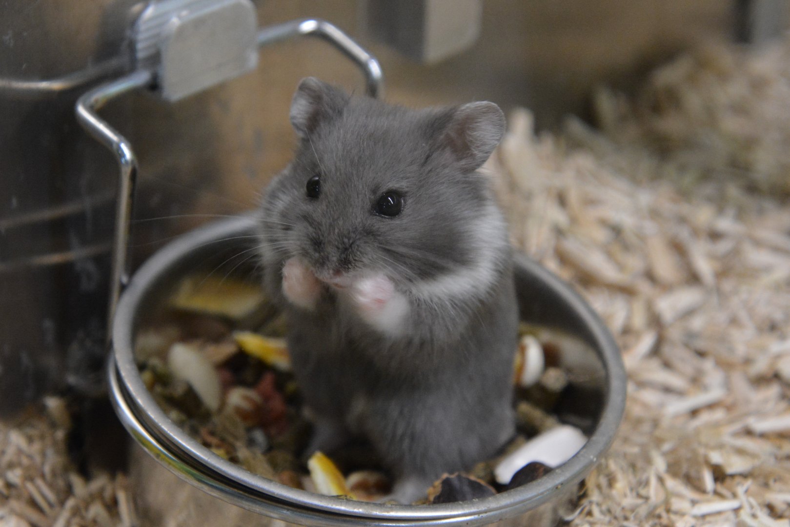 Campbell's dwarf hamster (Phodopus campbelli)