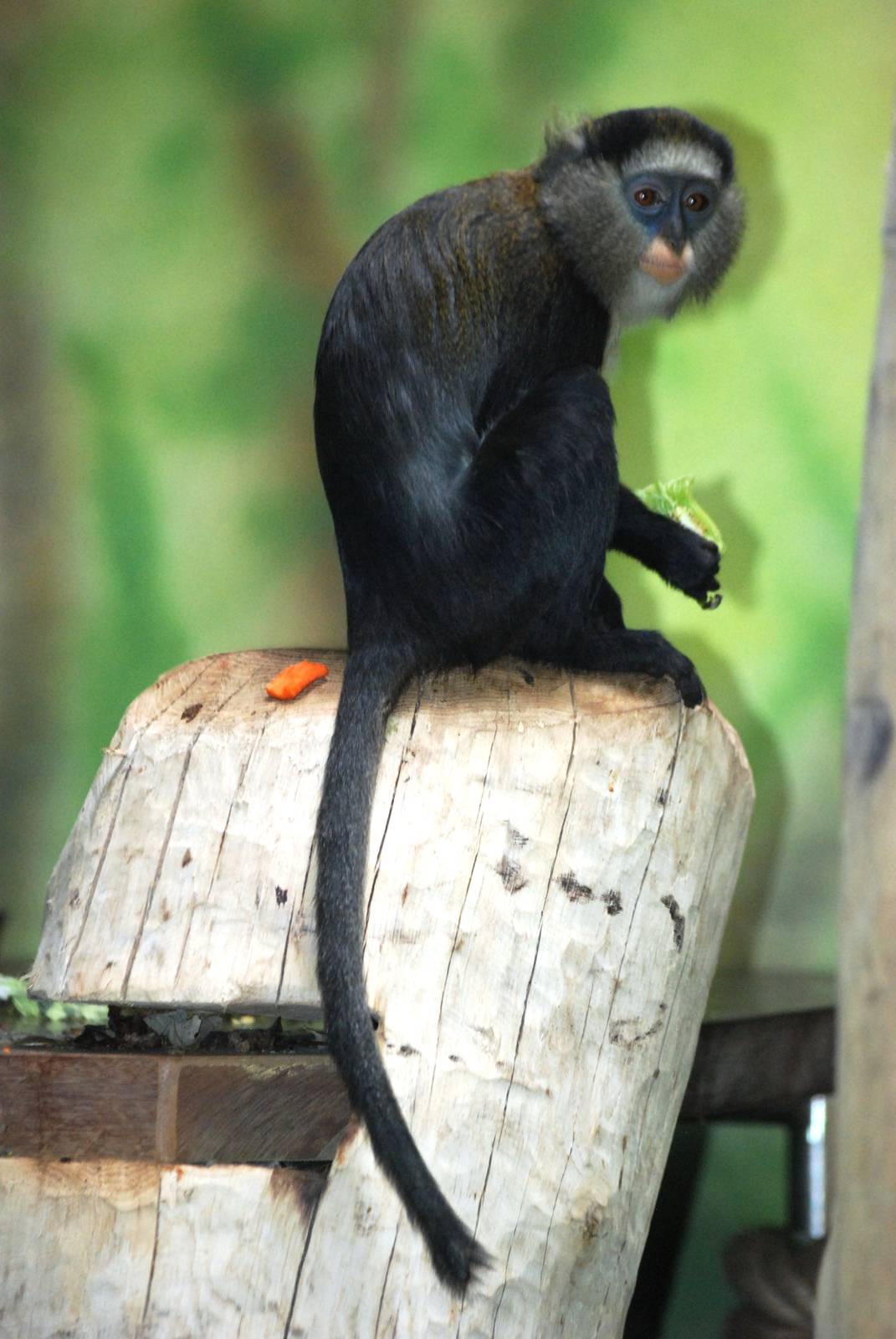 Campbell's Guenon at Dvur Kralove, 27/08/12