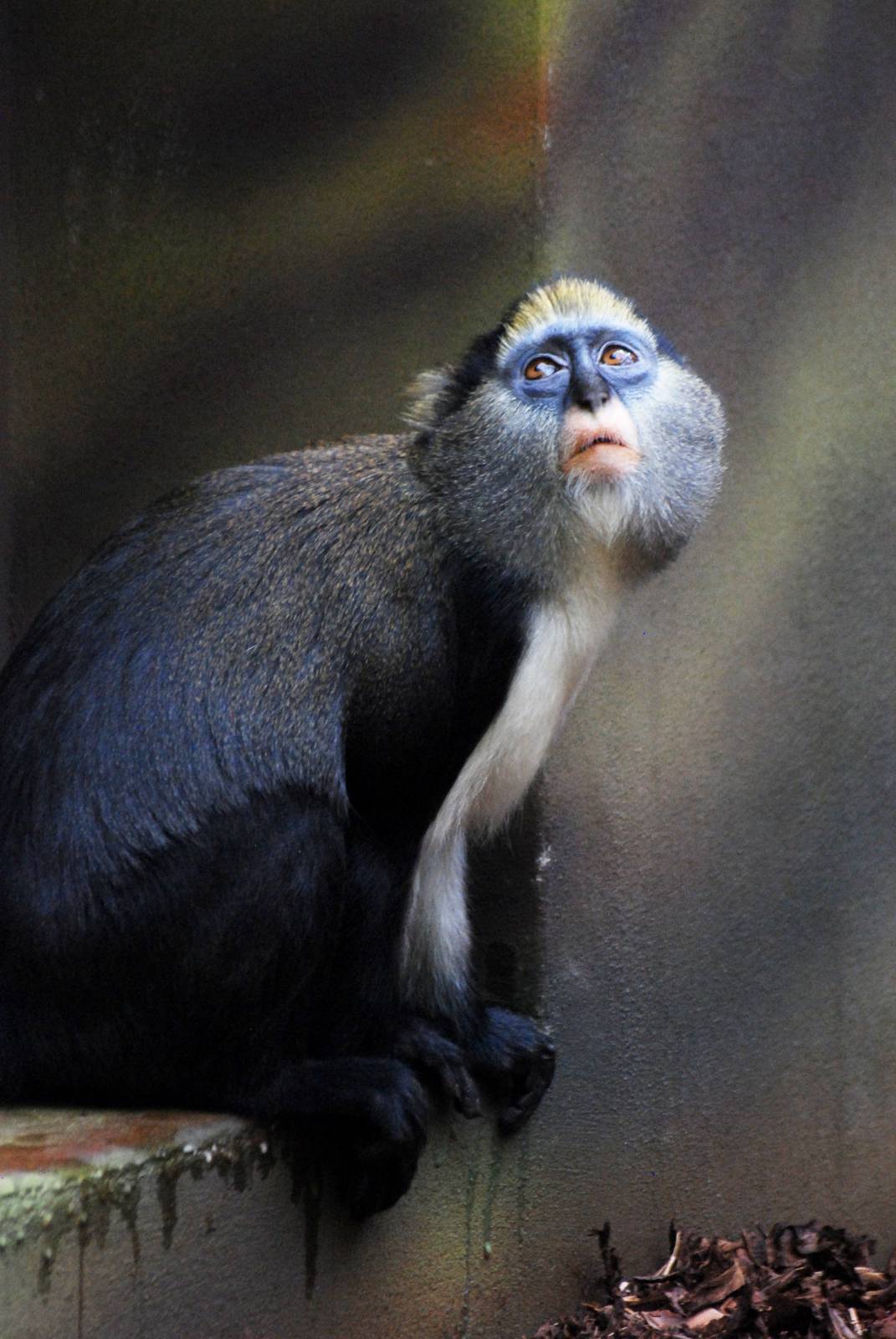 Campbell's Guenon at Dvur Kralove, 27/08/12