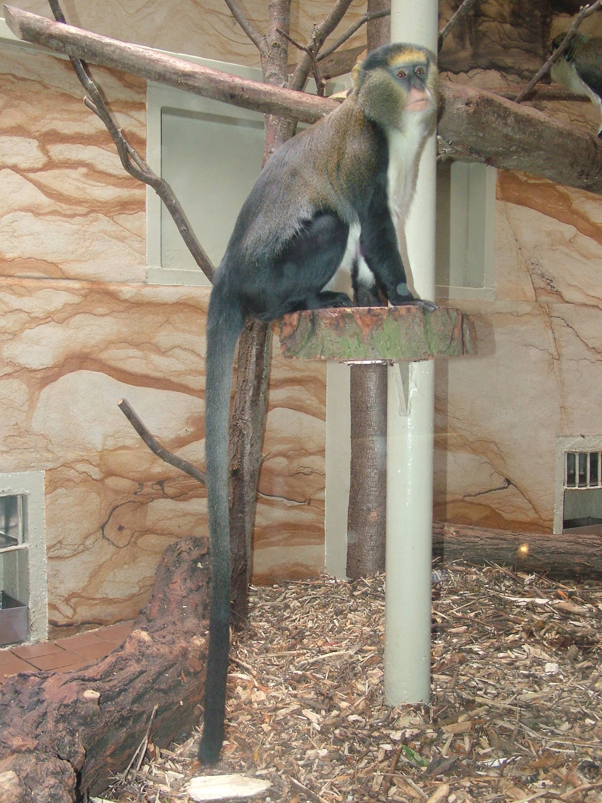 Campbell's Guenon at Jihlava, 31/05/10