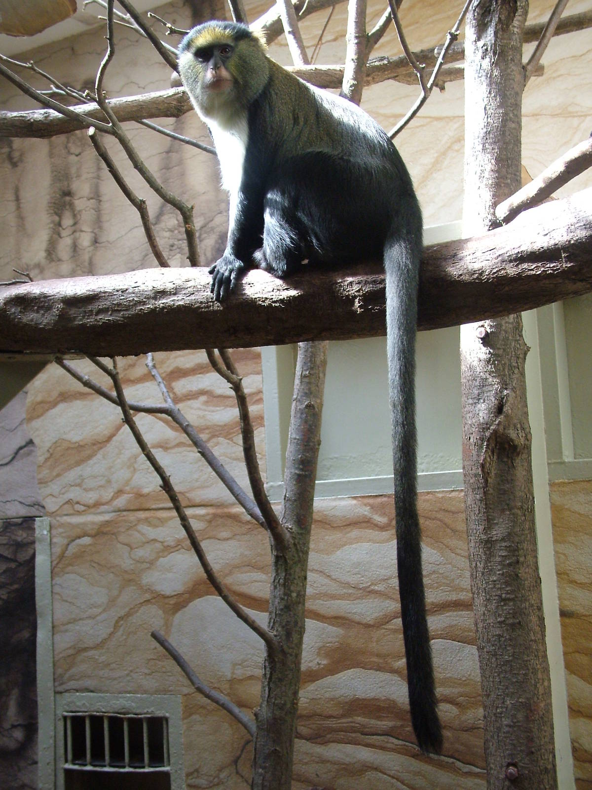 Campbell's Guenon at Jihlava, 31/05/10