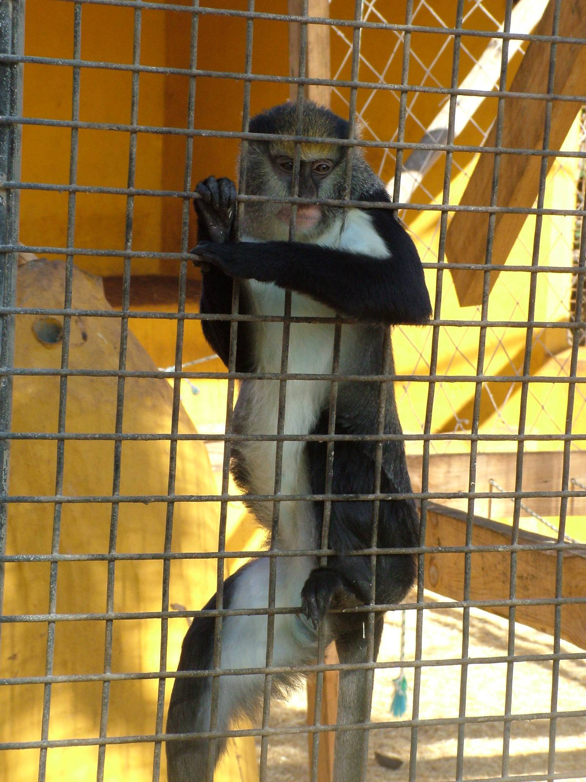 Campbell's Guenon at Monkey Park, 09/11/10