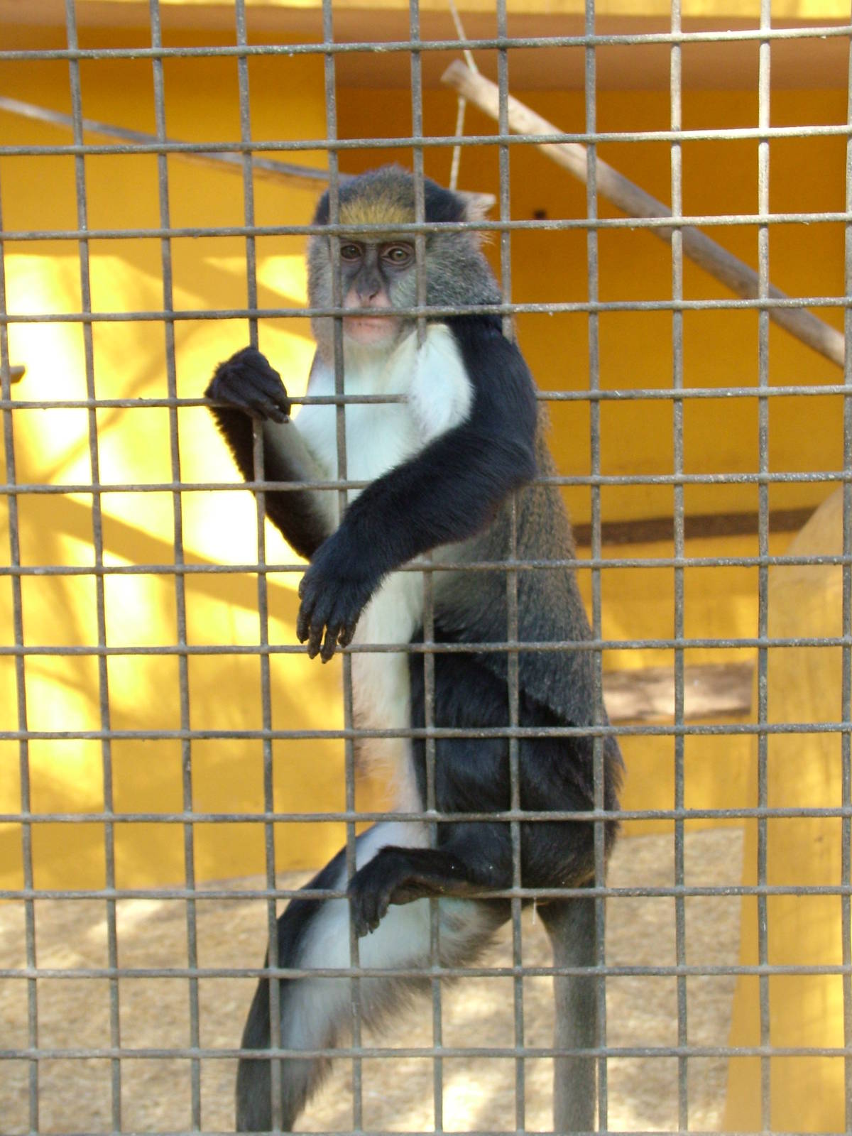Campbell's Guenon at Monkey Park, 09/11/10