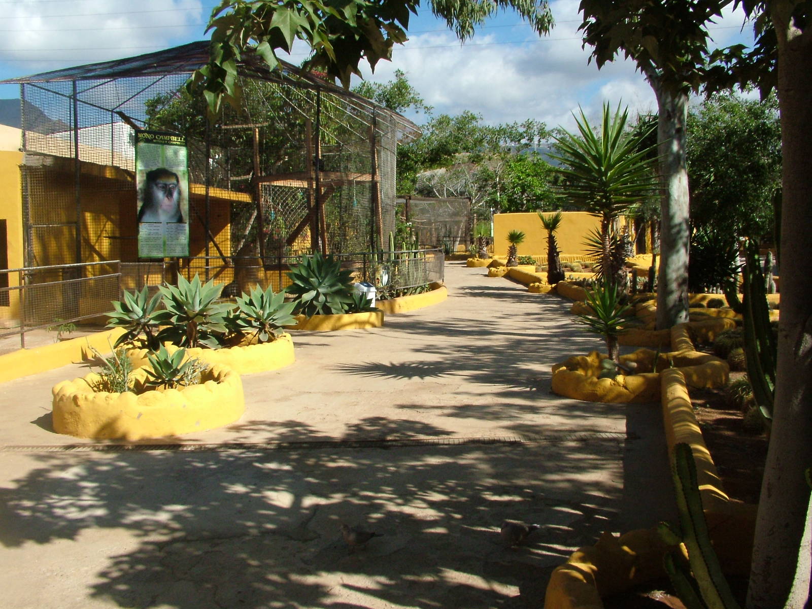 Campbell's Guenon Exhibit at Monkey Park, 09/11/10