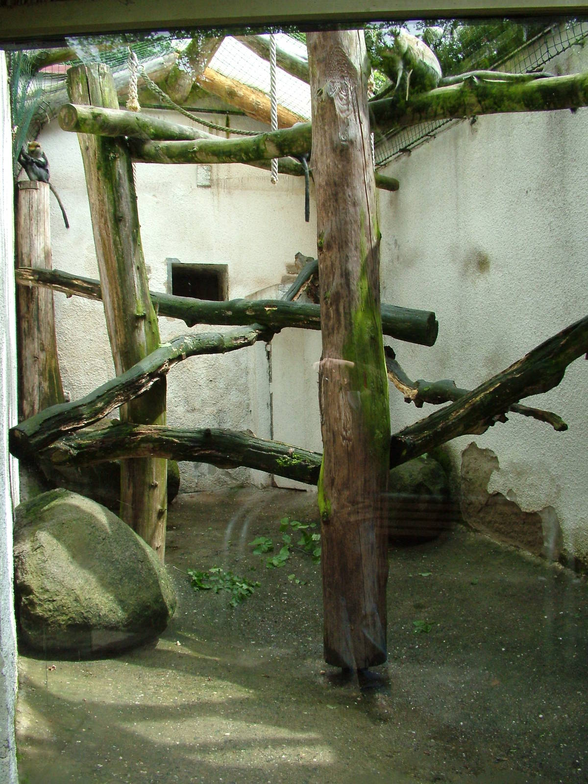 Campbell's Guenon exhibt at Jihlava, 31/05/10