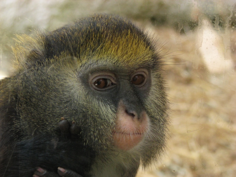 Campbell's guenon @ Zoo Jihlava