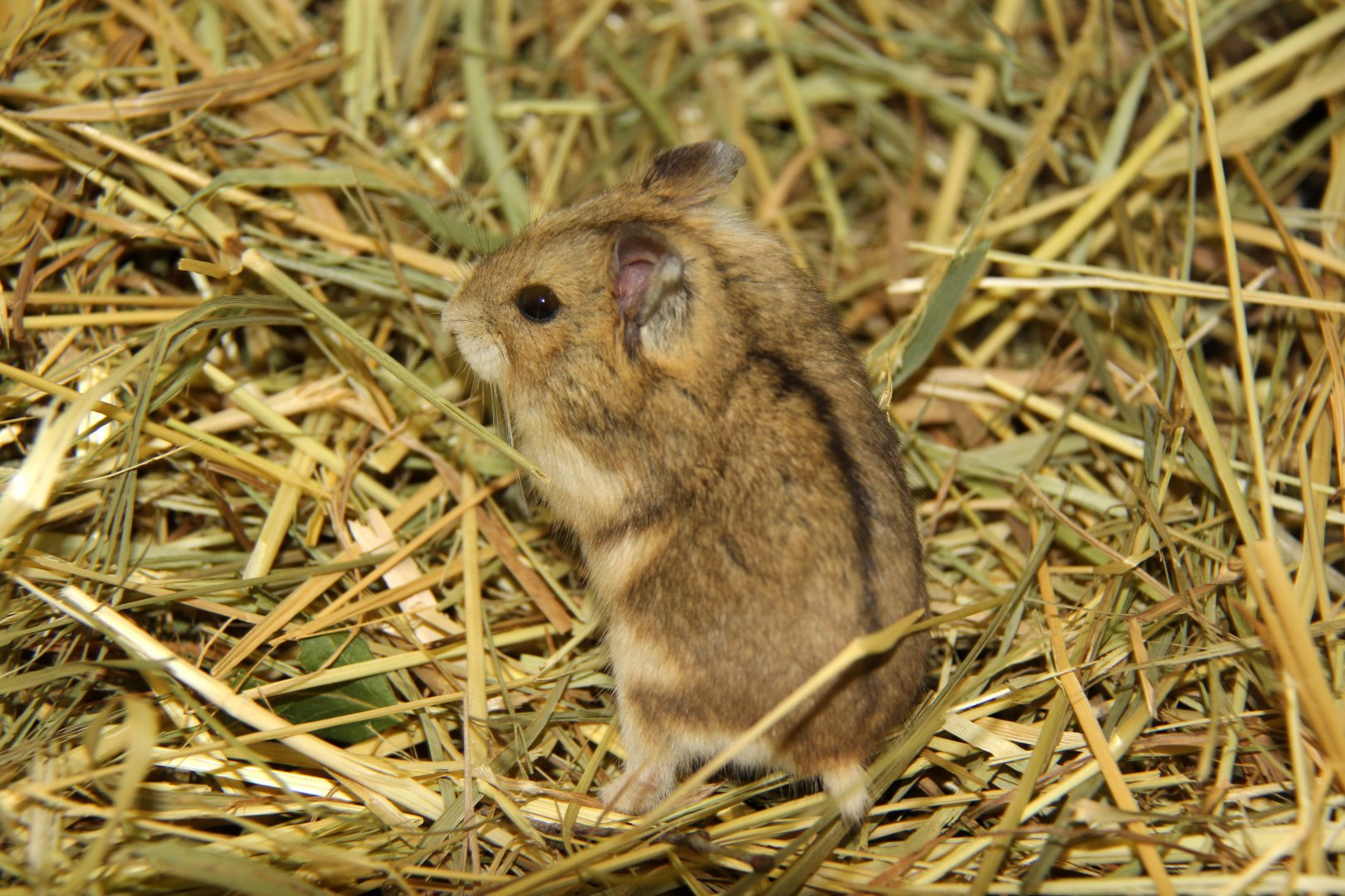 Campbell's hamster (Phodopus campbelli)