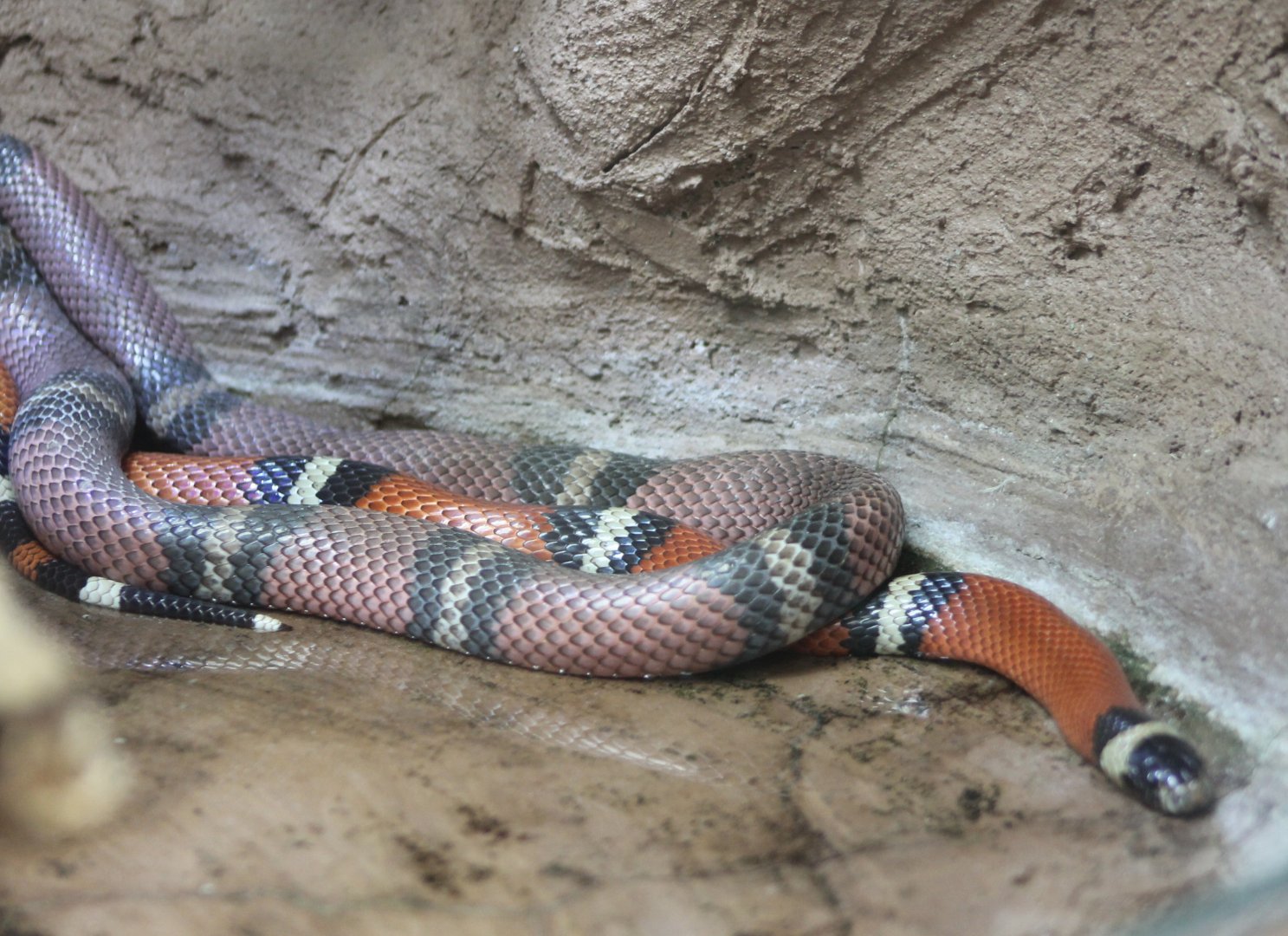 Campbell's milksnake