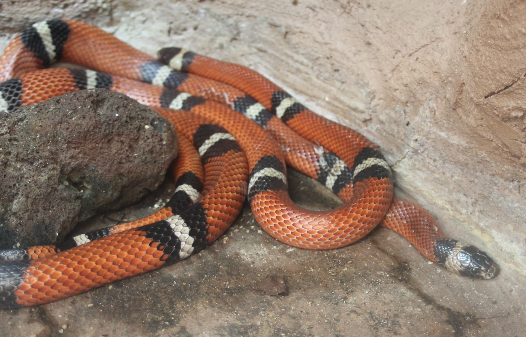 Campbell's milksnake