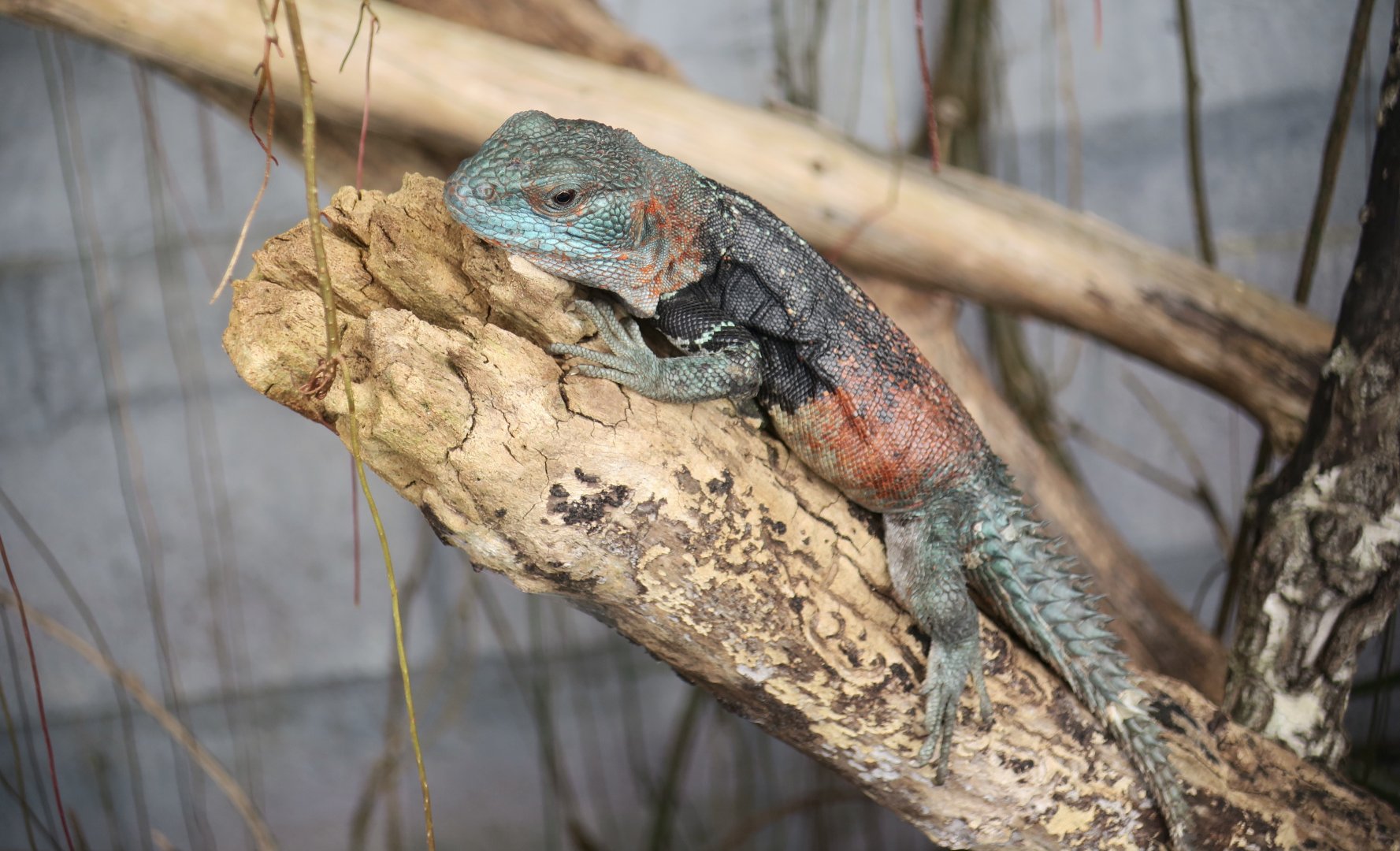 Campeche Spiny-Tailed Iguana (Cachryx alfredschmidti)