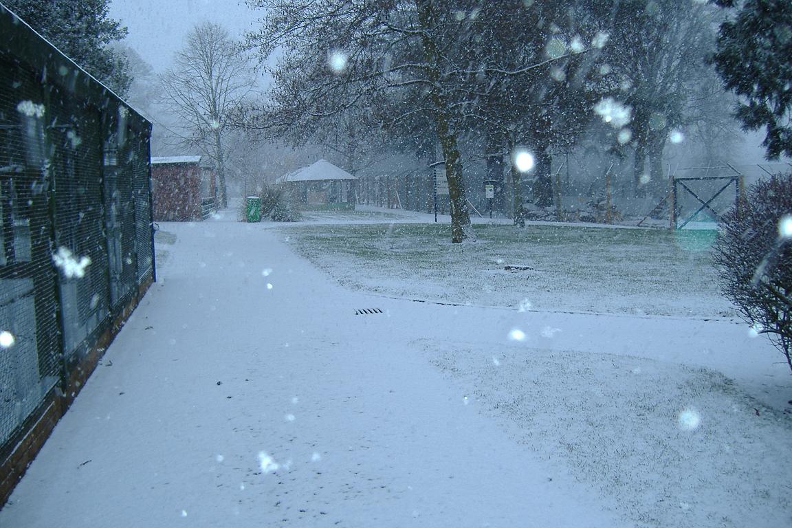 Camperdown in the snow