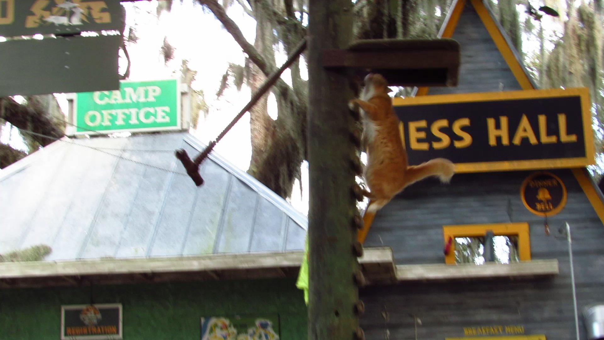 Campground Critters Cat Climbing