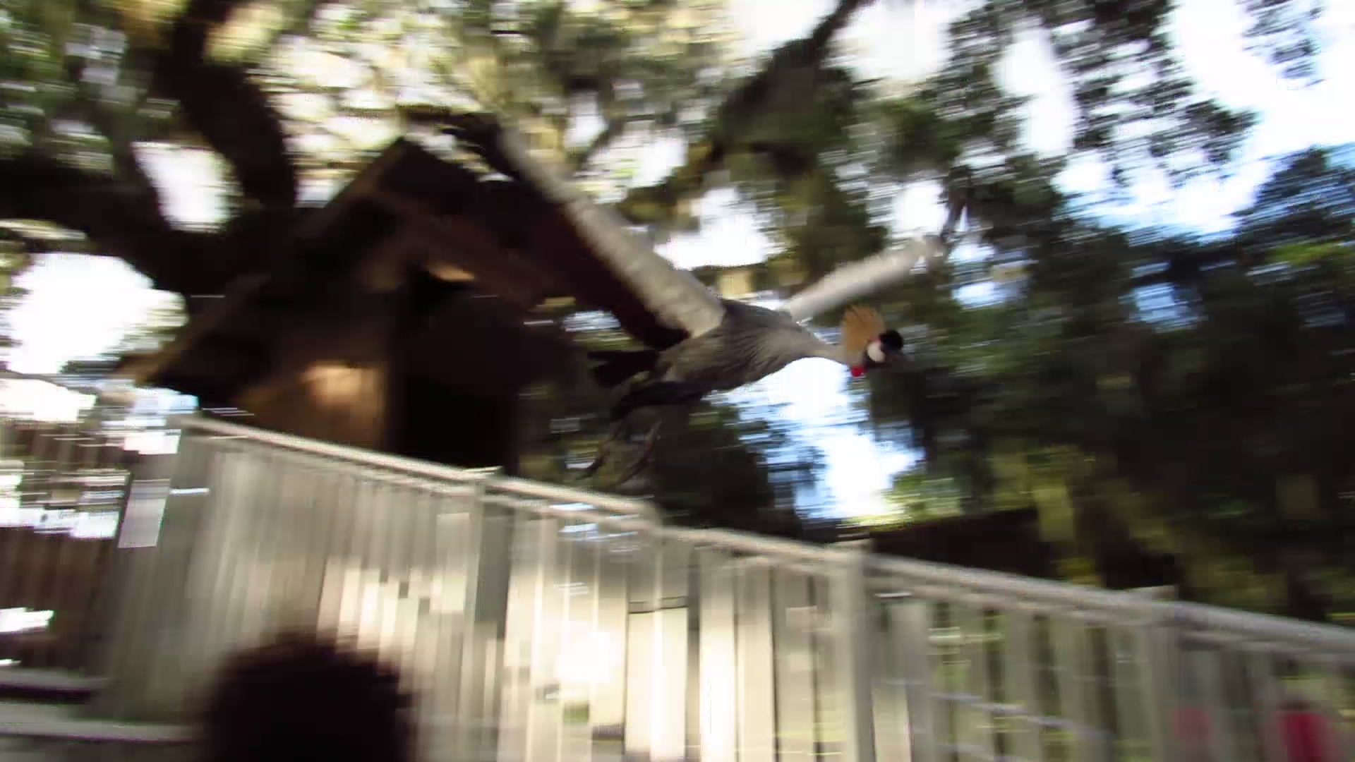 Campground Critters Moe Flying