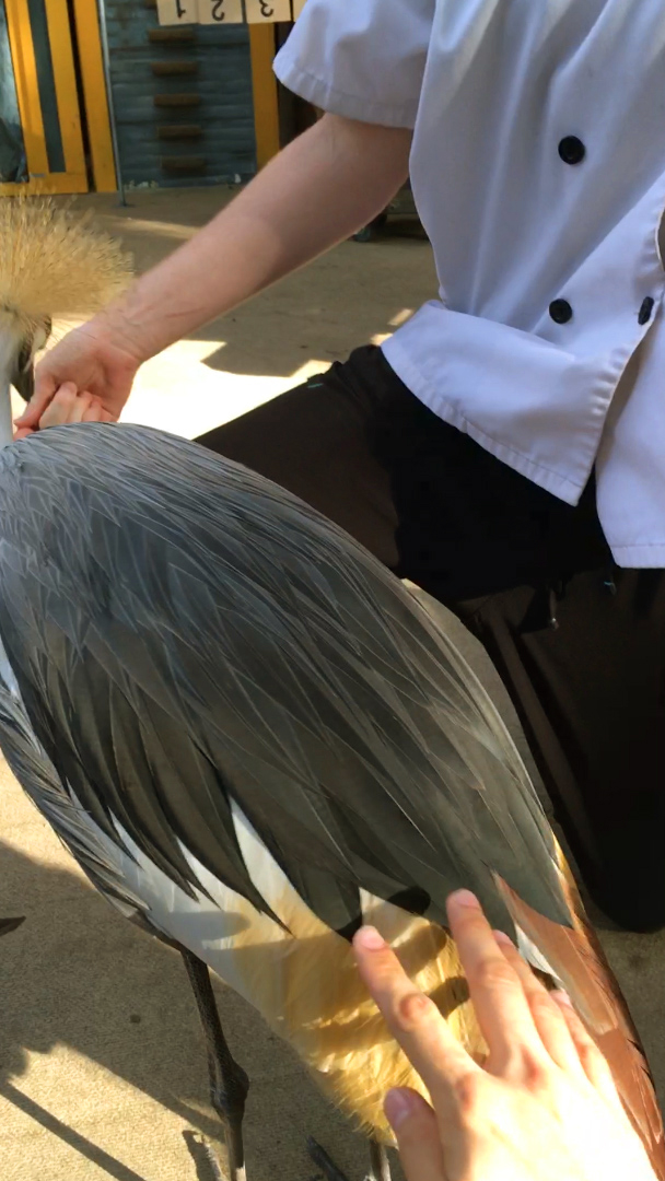 Campground Critters Petting Moe