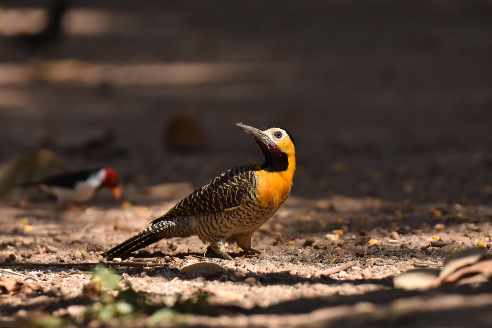 Campo Flicker (Colaptes campestris)