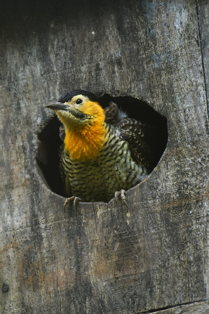 Campo Flicker Colaptes campestris