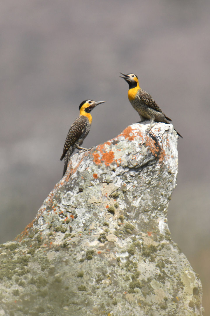 Campo flicker Colaptes campestris