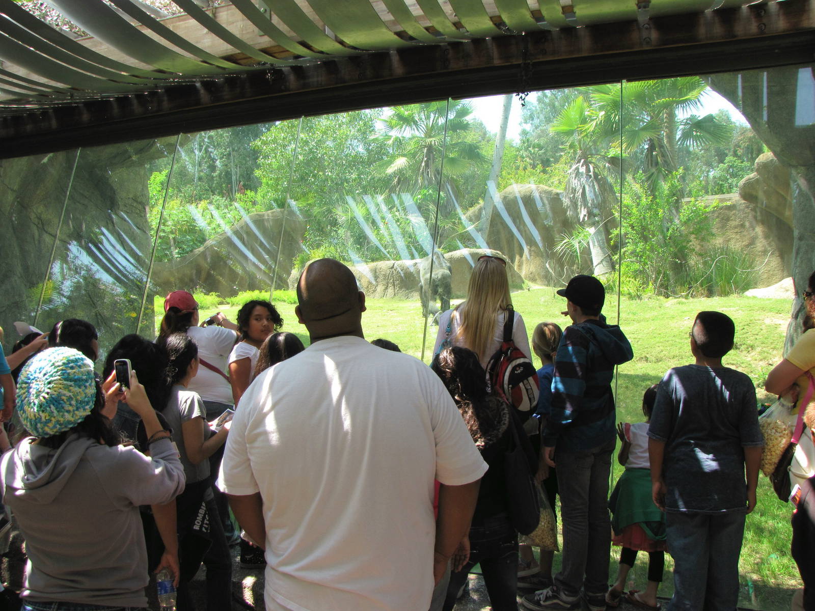 Campo Gorilla Reserve - Bachelor Group