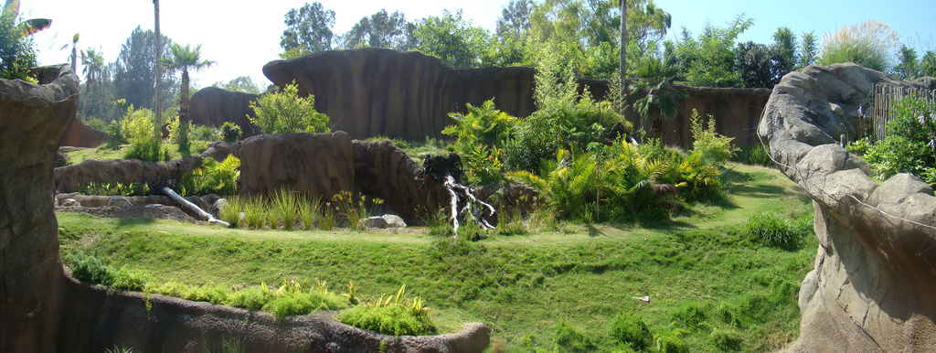 Campo Gorilla Reserve exhibit at the Los Angeles Zoo
