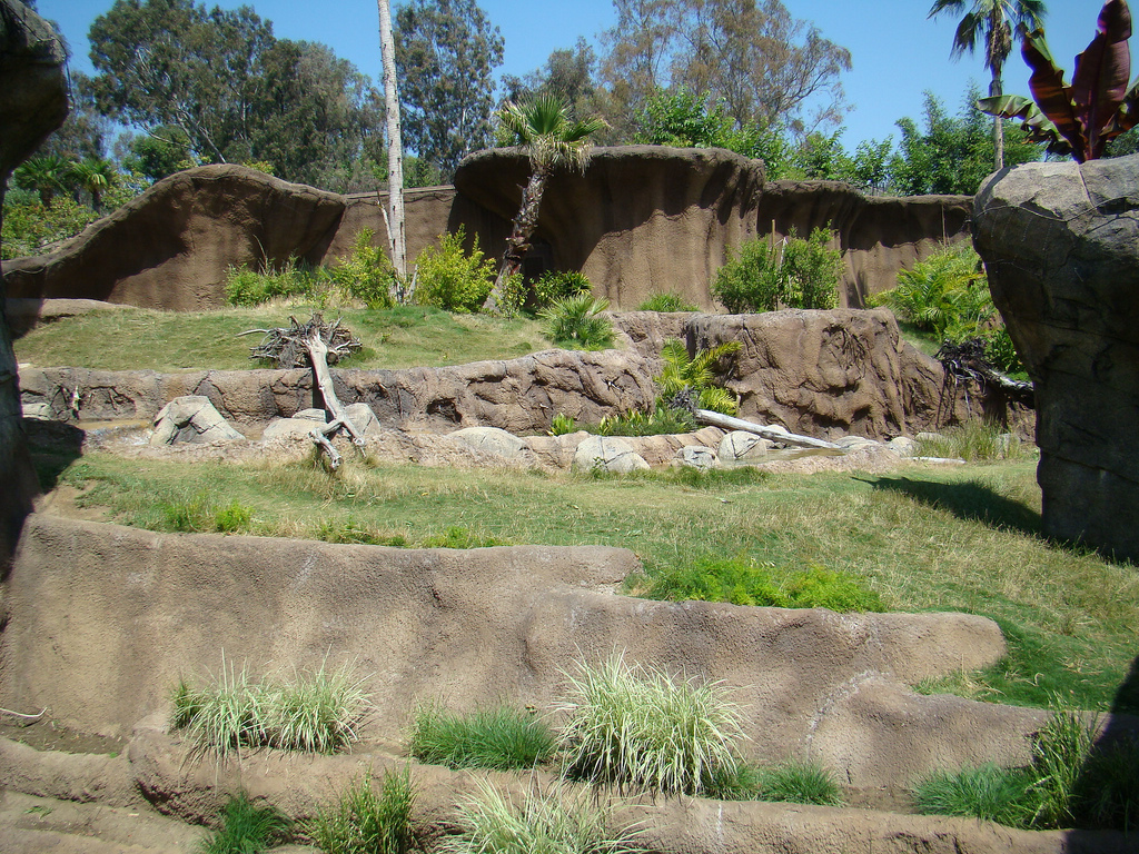 Campo Gorilla Reserve exhibit at the Los Angeles Zoo