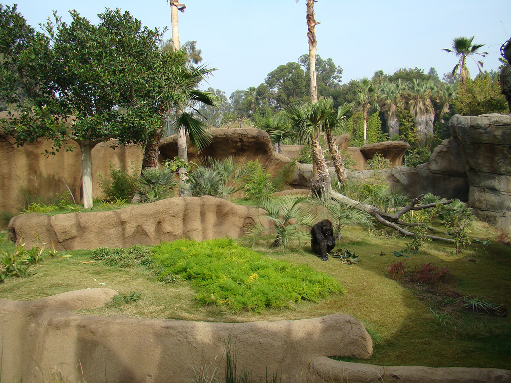 Campo Gorilla Reserve exhibit at the Los Angeles Zoo