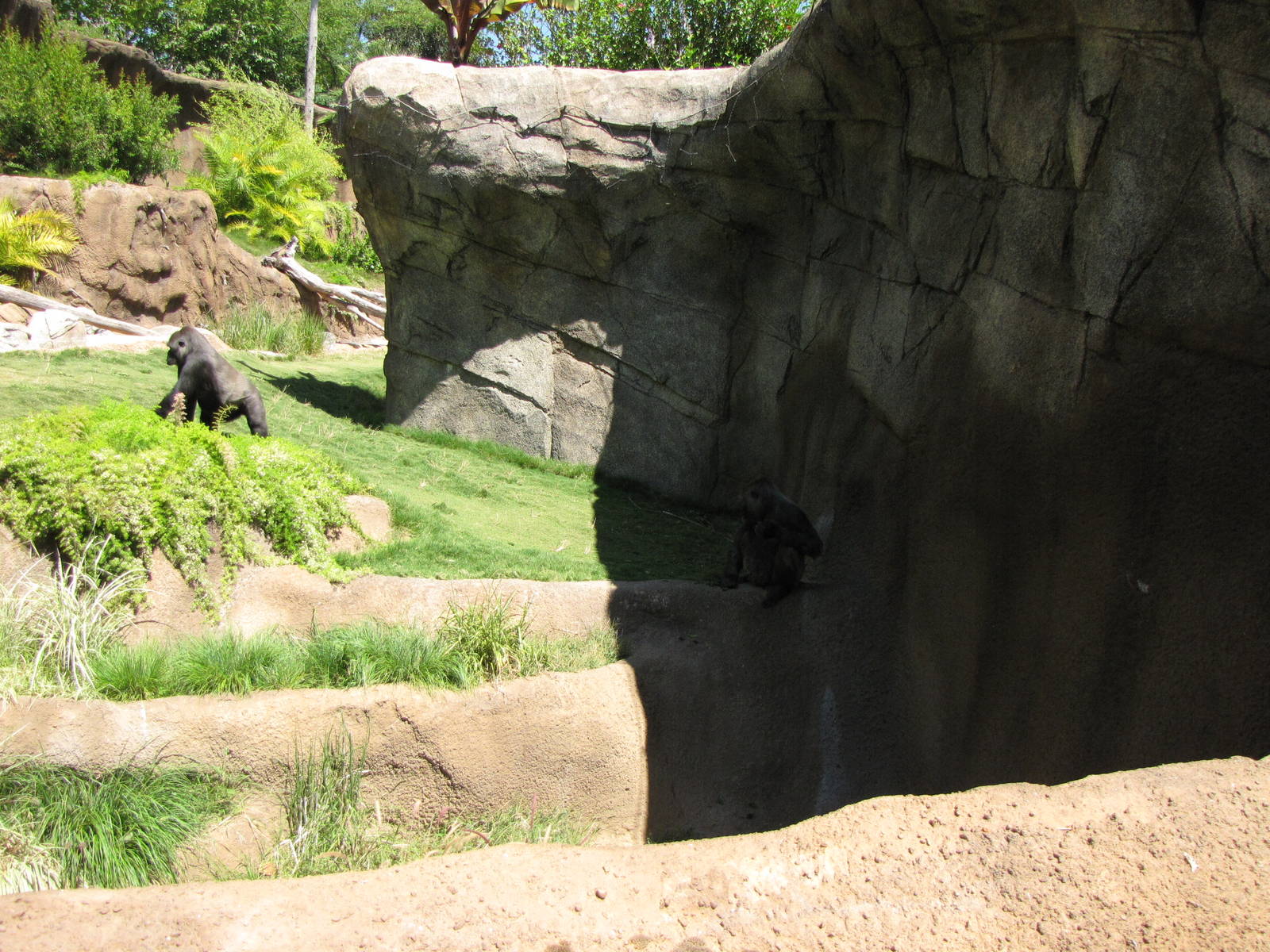 Campo Gorilla Reserve