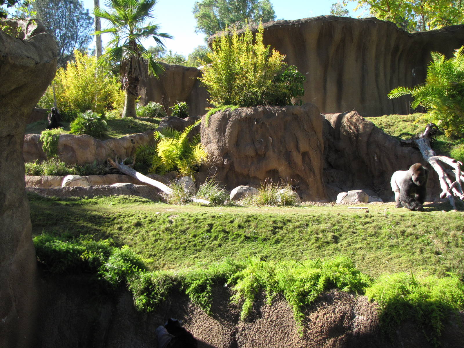 Campo Gorilla Reserve