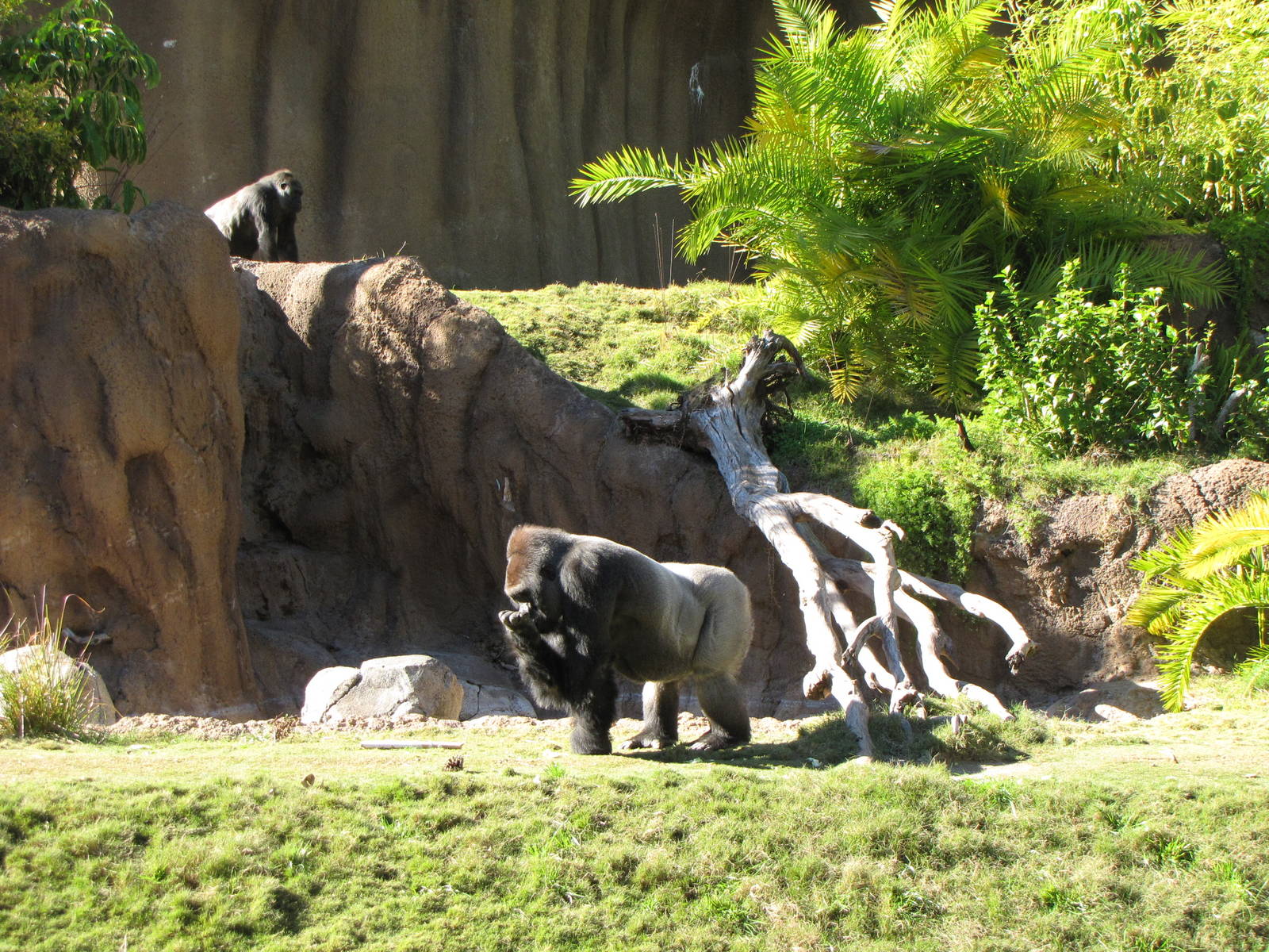 Campo Gorilla Reserve