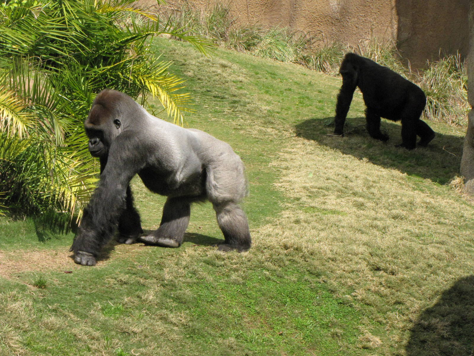 Campo Gorilla Reserve
