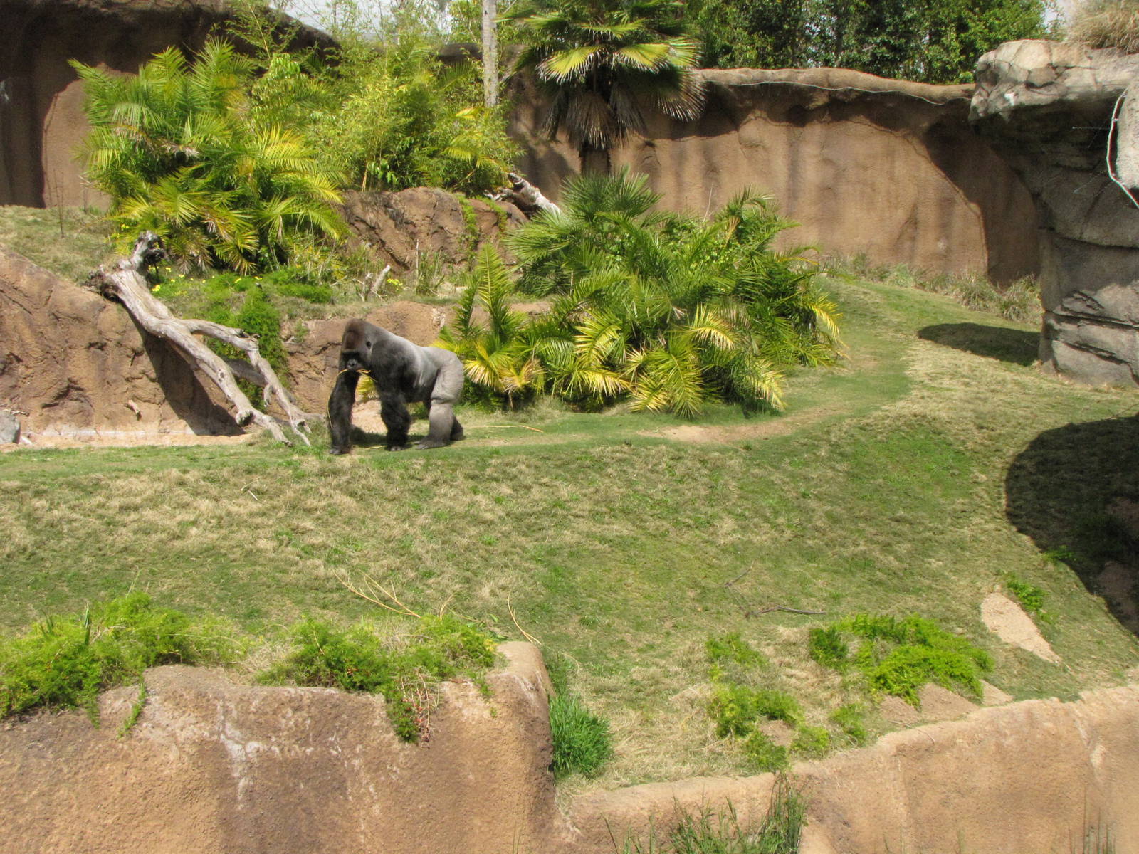 Campo Gorilla Reserve