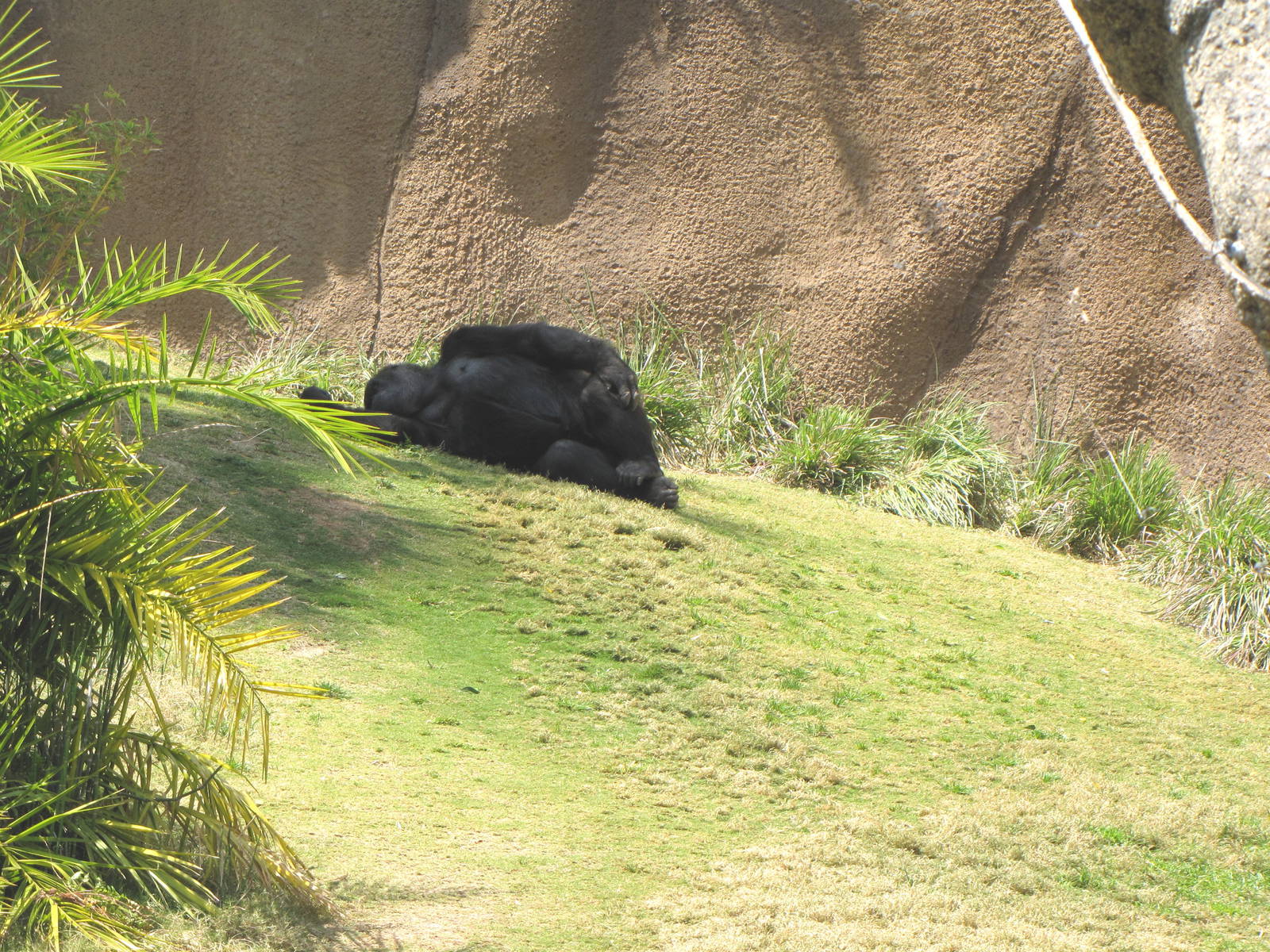 Campo Gorilla Reserve