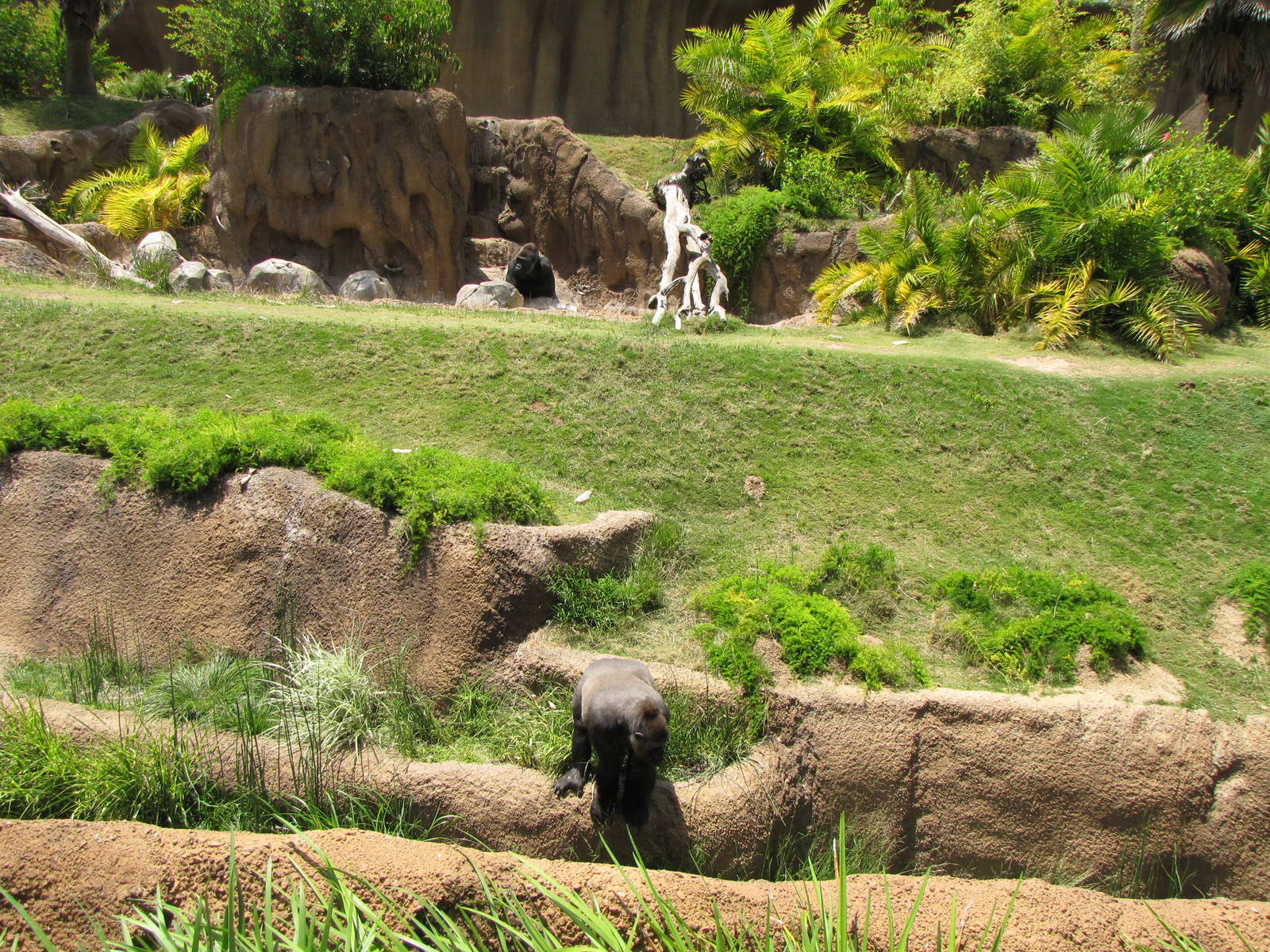 Campo Gorilla Reserve