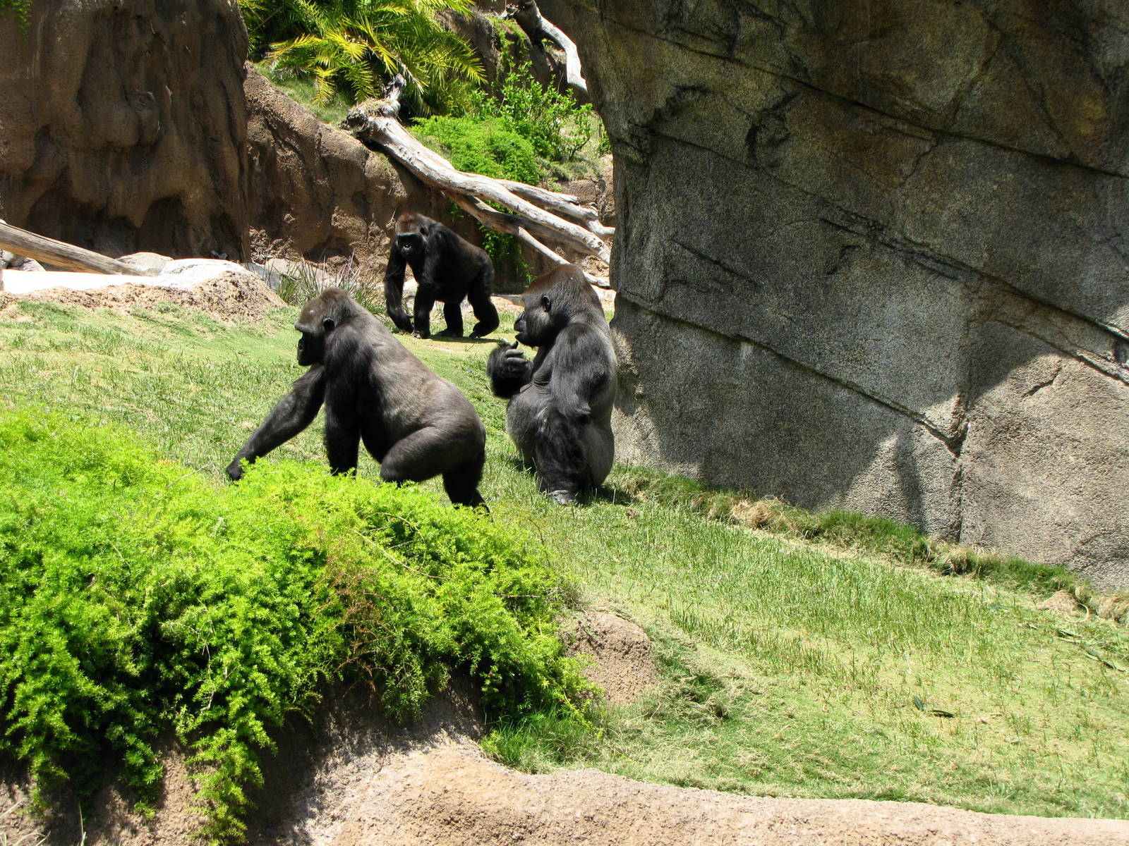 Campo Gorilla Reserve