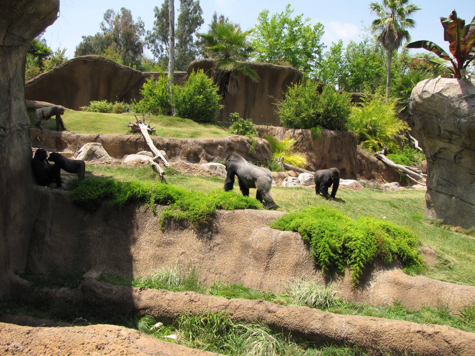 Campo Gorilla Reserve