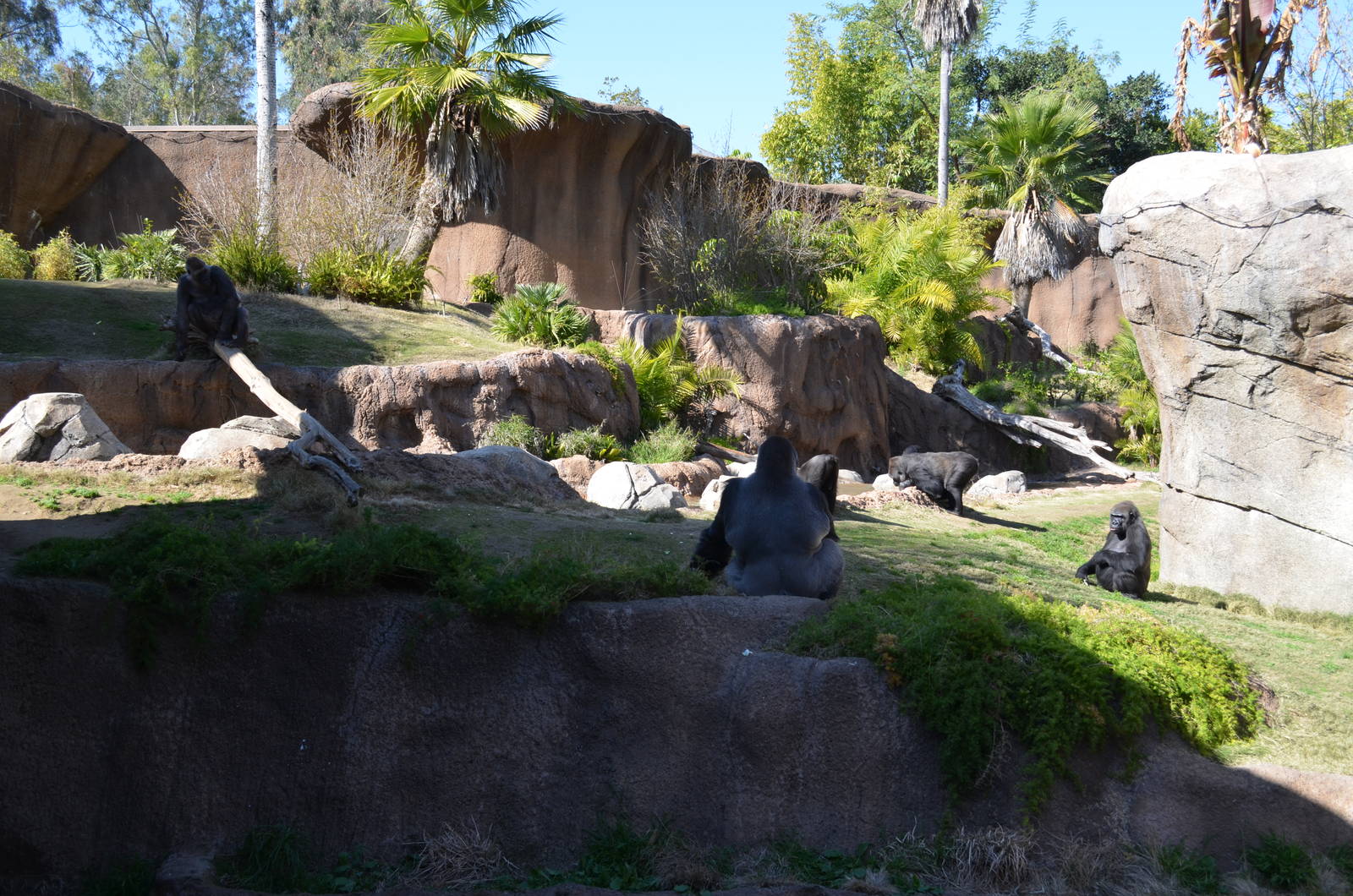 Campo Gorilla Reserve