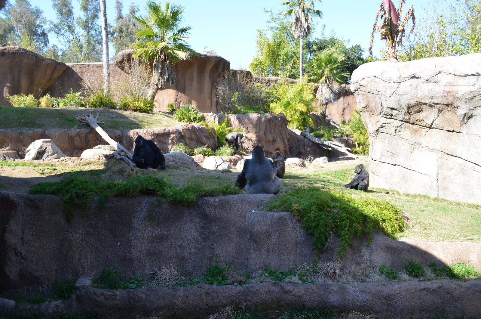 Campo Gorilla Reserve