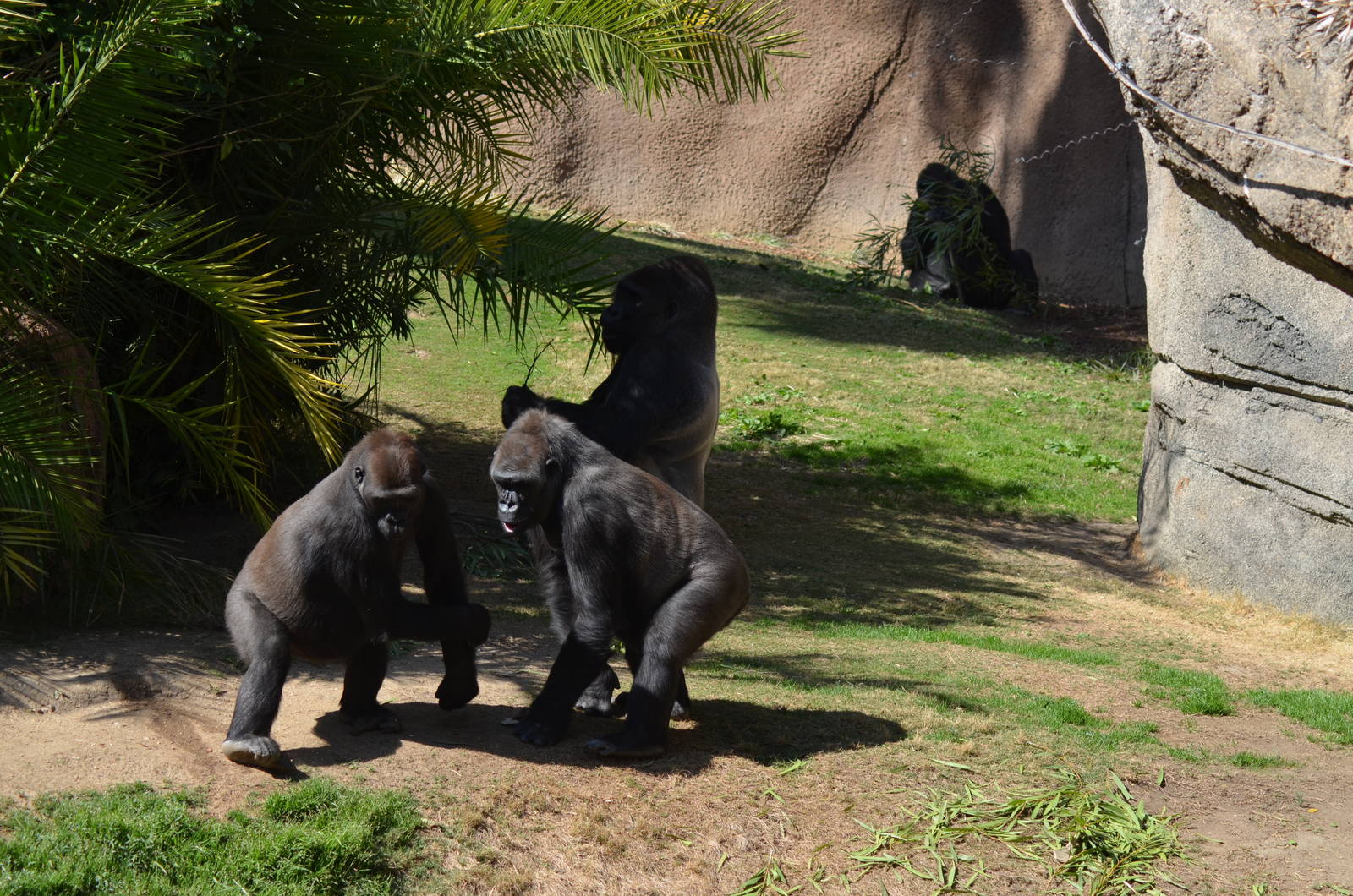 Campo Gorilla Reserve