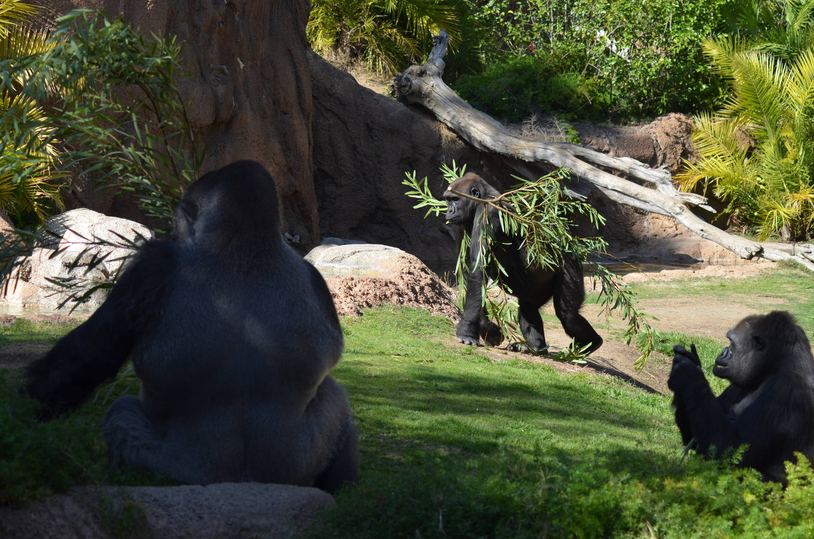 Campo Gorilla Reserve