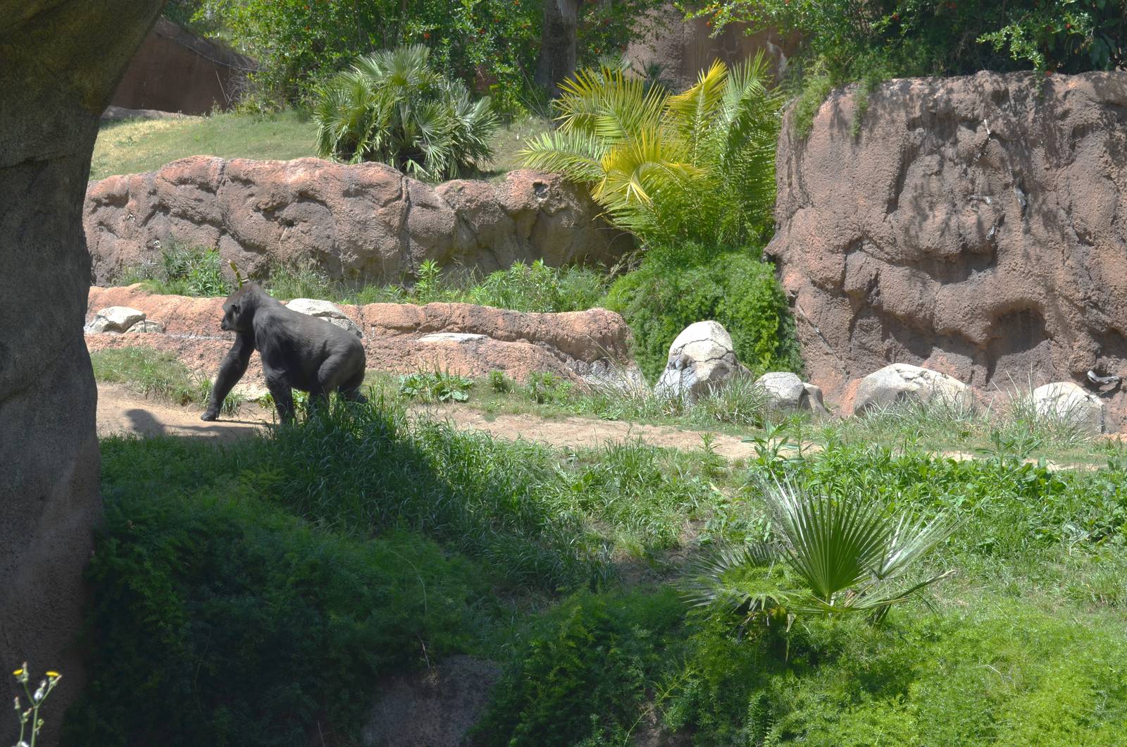 Campo Gorilla Reserve