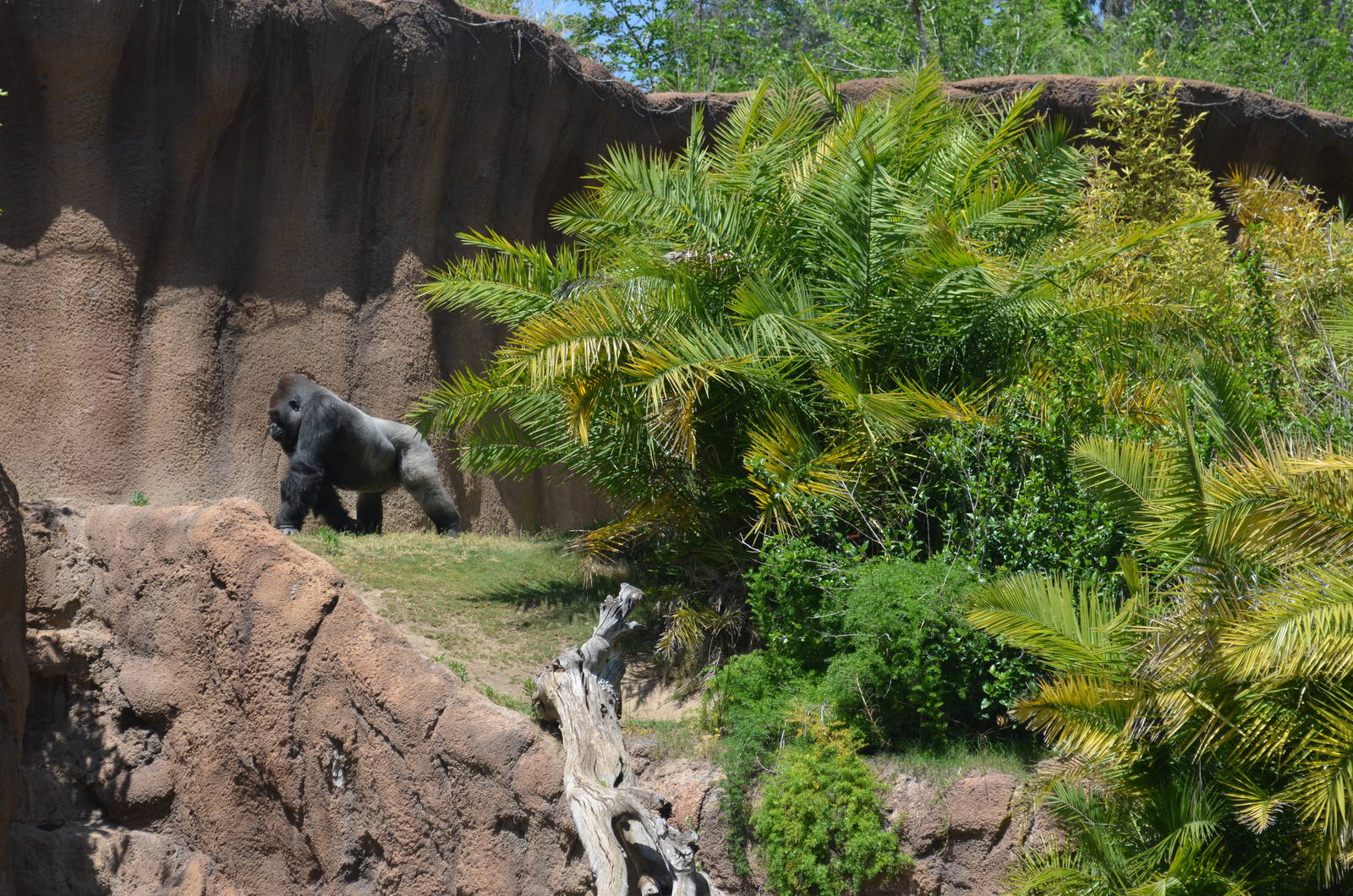 Campo Gorilla Reserve