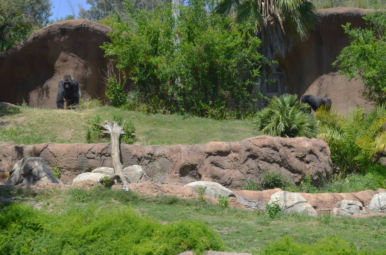 Campo Gorilla Reserve