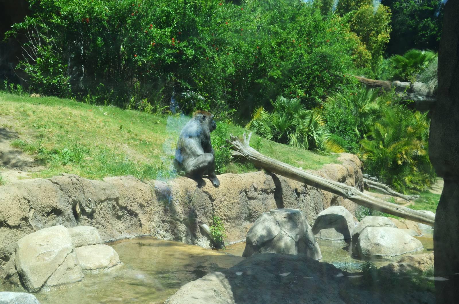 Campo Gorilla Reserve