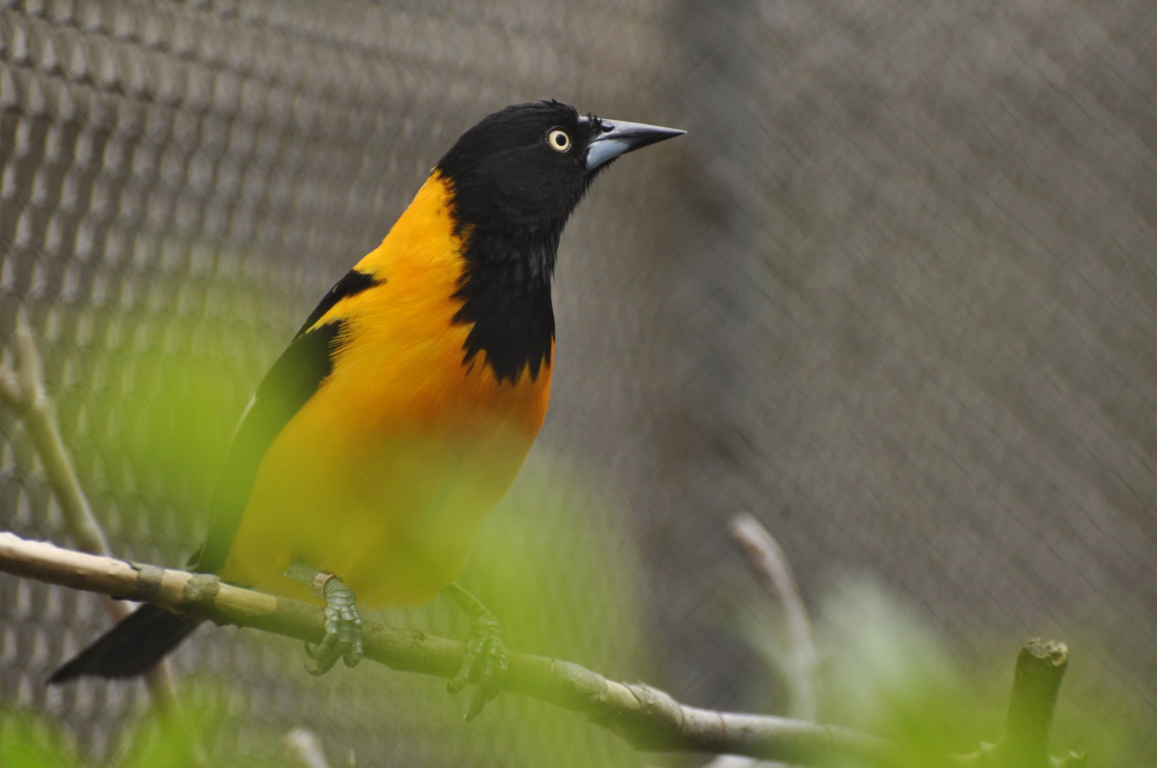 Campo Troupial (Icterus jamacaii)