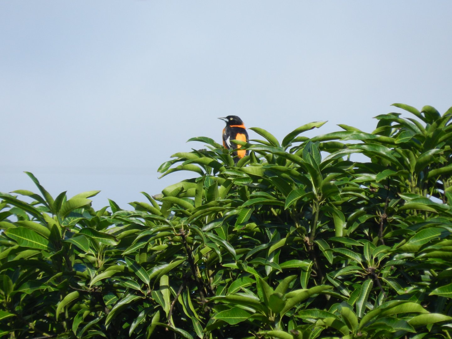 Campo troupial/oriole - Mariana MG, Brazil