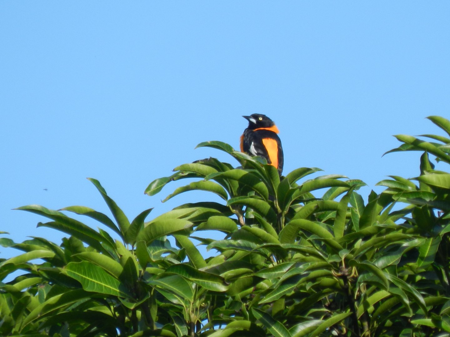 Campo troupial/oriole - Mariana MG, Brazil