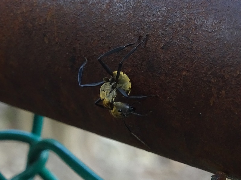 Camponotus sericeiventris