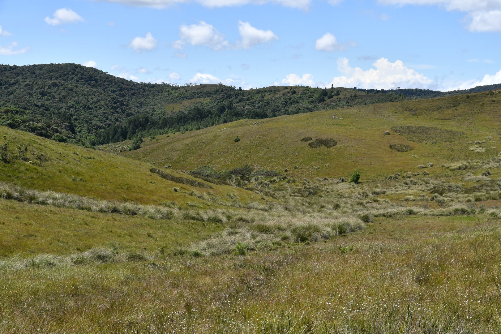 Campos de altitude (altitude fields)