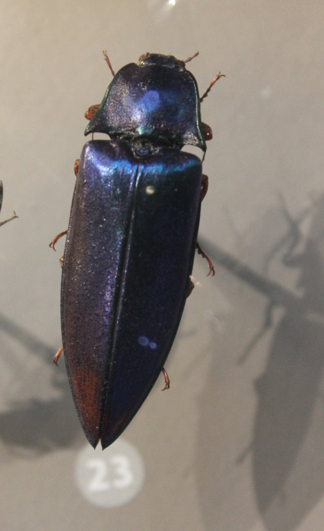 Campsosternus species